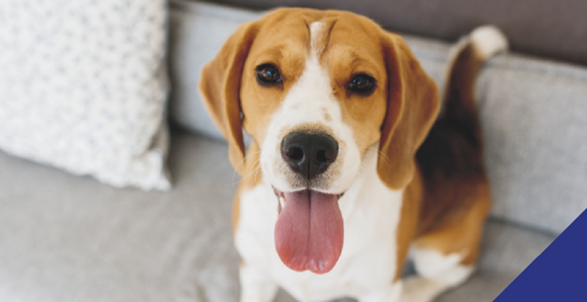 beagle dog panting