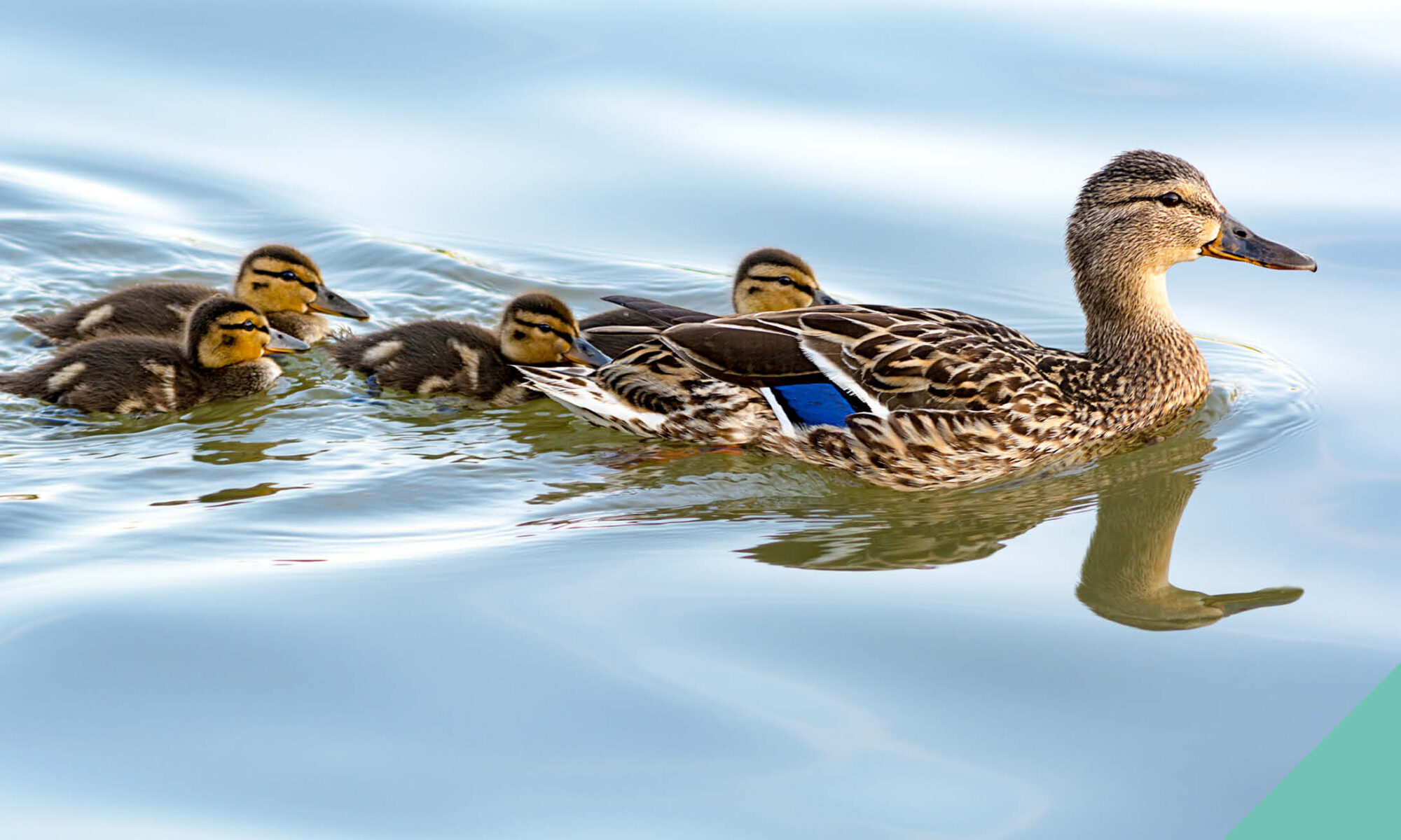 ducklings swimming with mother duck