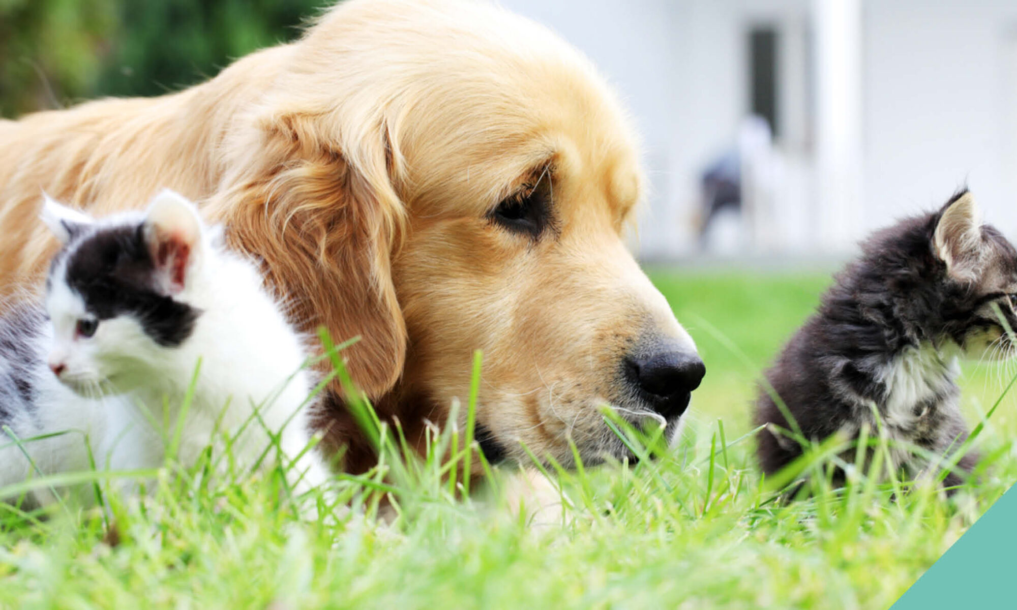 young dog sat with kittens