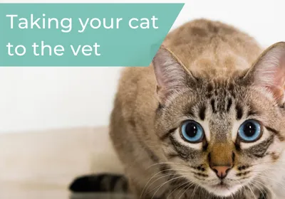 taking cat to vet