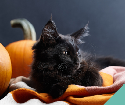 cat sat with pumpkin