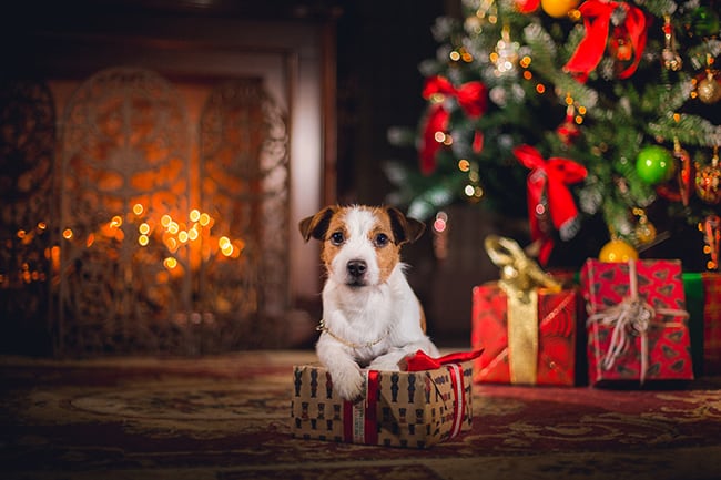 dog sat with Christmas presents