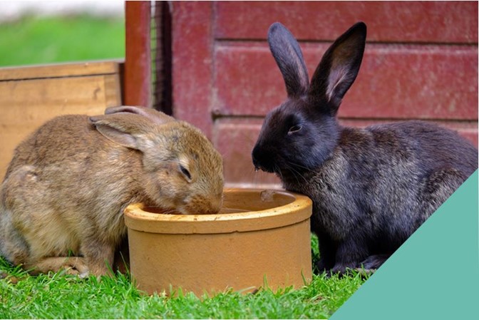 Two Rabbits sharing food