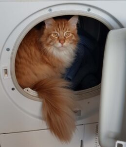 Rudy sat in washing machine