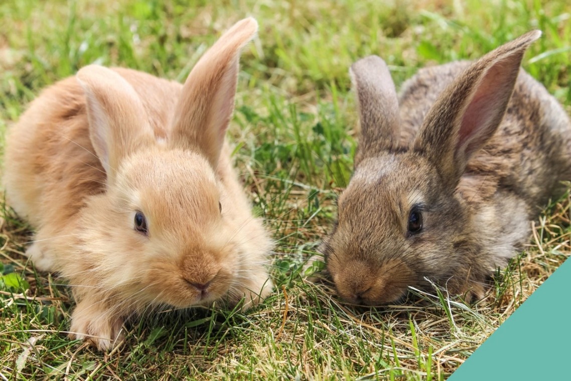 two rabbits eating grass