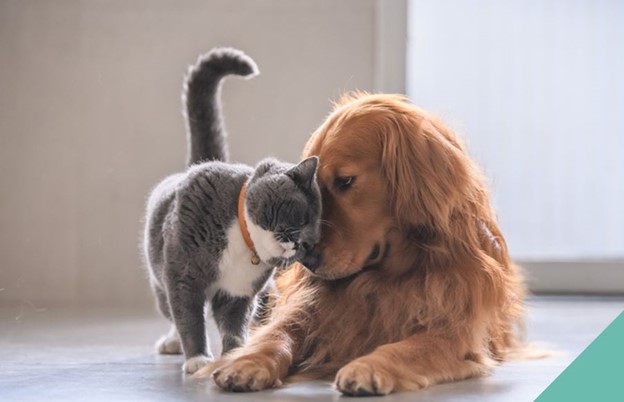 grey cat and brown dog hugging