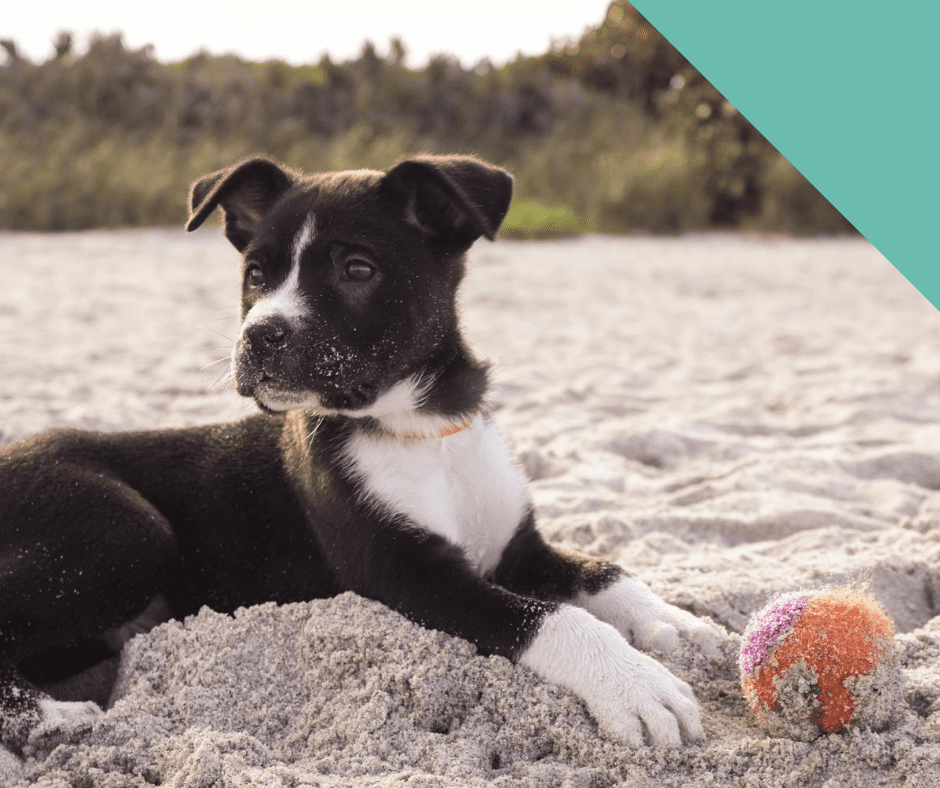 puppy on beach with orange ball