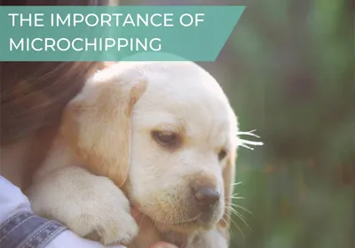 The importance of microchipping your pet