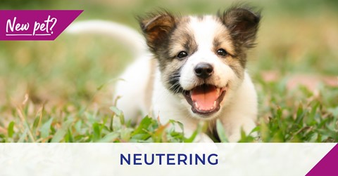 puppy with the word neutering
