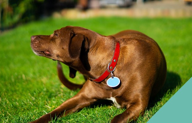 brown dog with red collar scratching