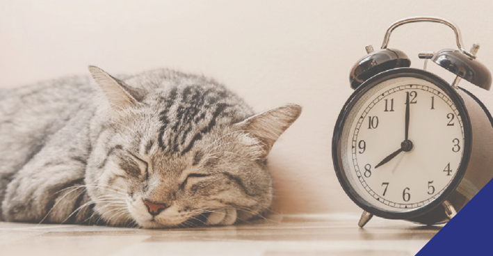 sleeping tabby cat with clock