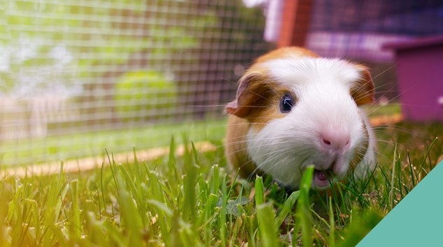 guinea-pig playing on grass