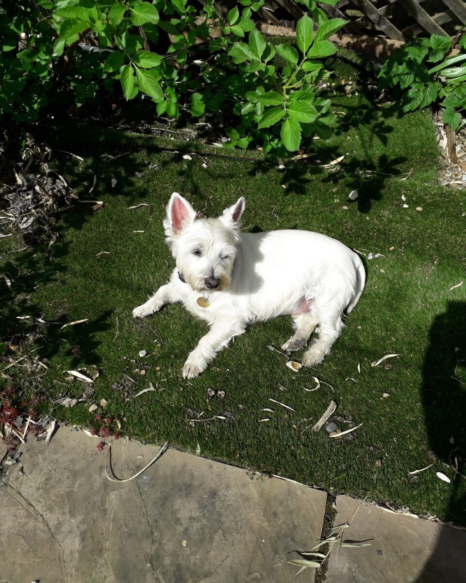 white terrier sitting on grass in the sun
