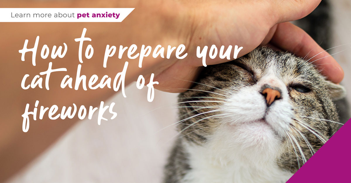prepare your cat ahead of fireworks