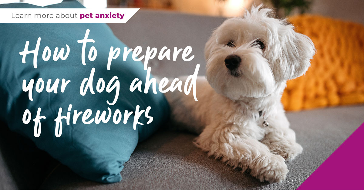 prepare your dog ahead of fireworks
