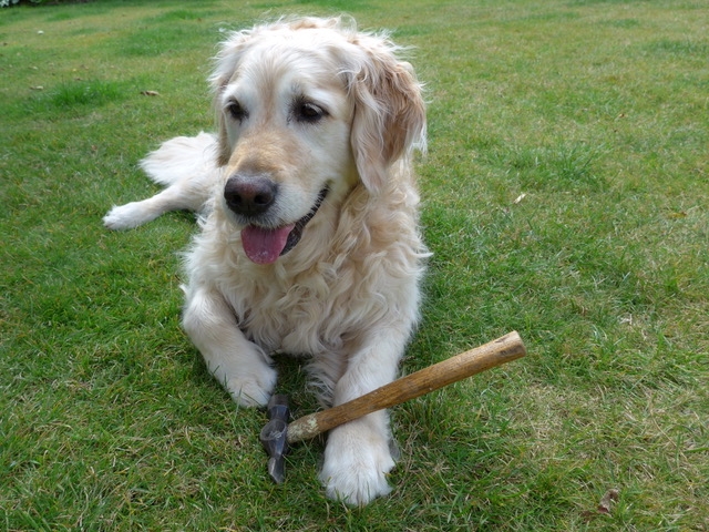 cassie rescued by vets at maven veterinary practice in sutton north cheam