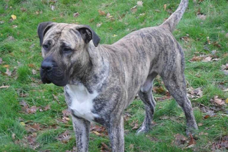 collapsed dog receives urgent care in Sutton north cheam at Maven Vets