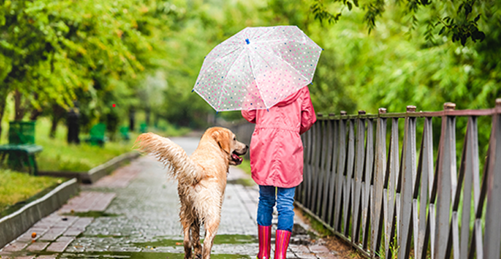 walking-a-dog-in-rain
