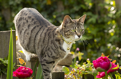 how to protect your pets from lily Poisoning at Maven Vets