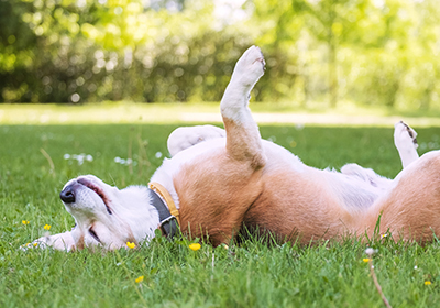 summer safety tips for pets at Maven Vets