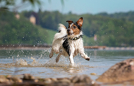 Saltwater poisoning in dogs: Symptoms to look out for - Russell Terrier portrait running in the water on the edge of a lake. The dog has white, black and brown spotted fur.