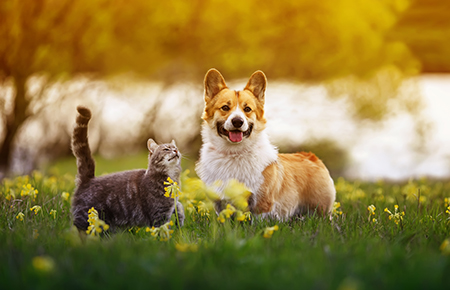 Common allergies in pets - fluffy friends a corgi dog and a tabby cat sit together in a sunny spring meadow