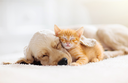 What to consider before getting a new pet - Cat and dog sleeping