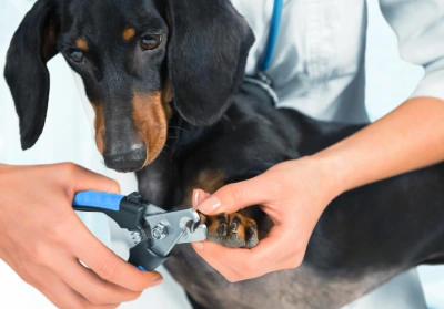 pet owner clipping its pet's claws